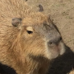 capybara capybara