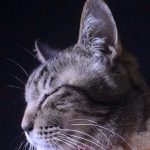 サヨリちゃん